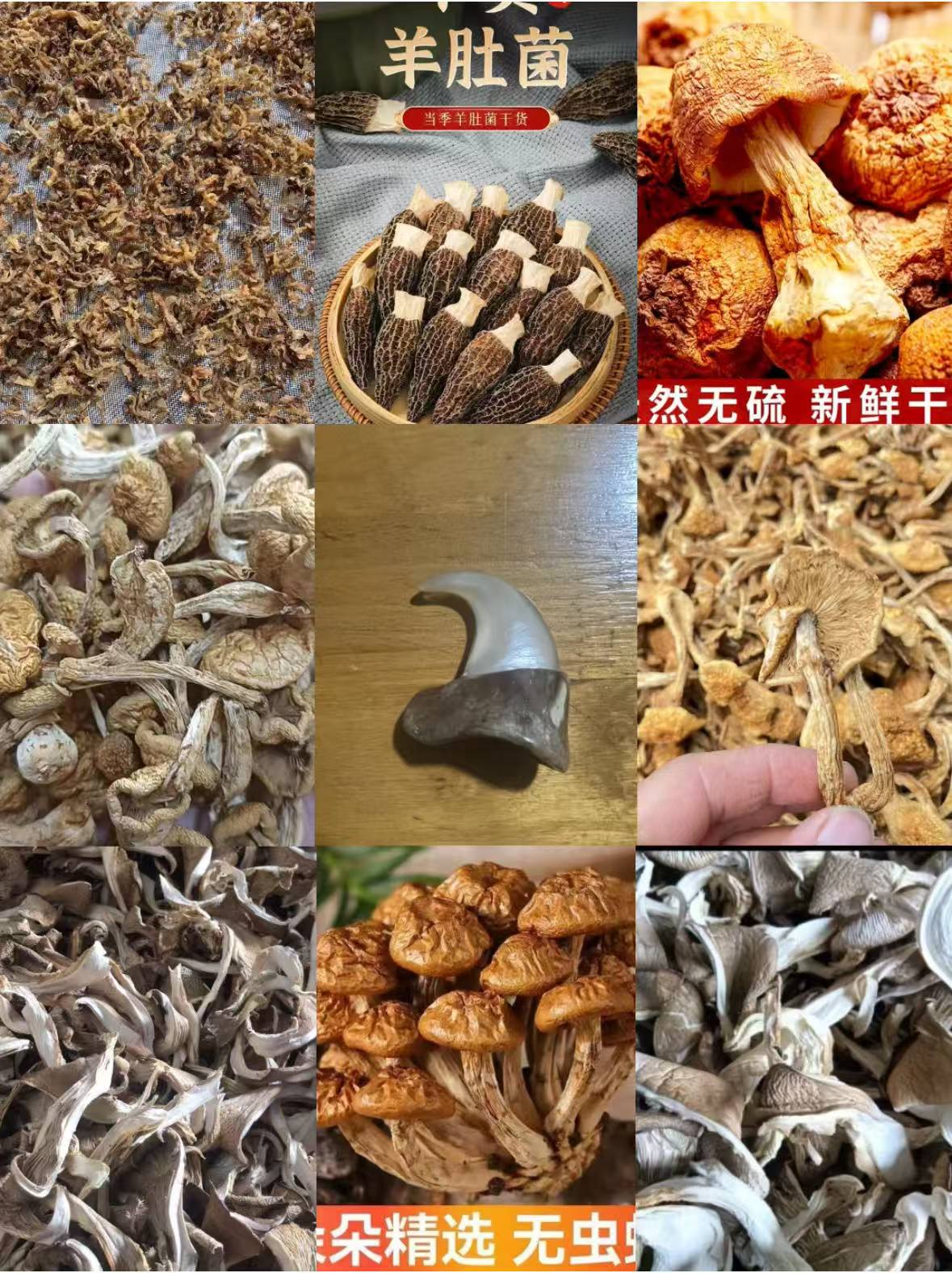 FD91 【钩子】高端品质   香菇菌子   现收山货