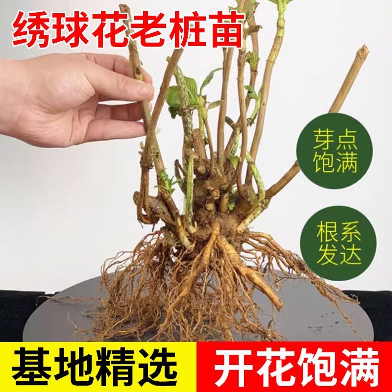 【绣球花老桩】新手盆地栽三河千鸟大海蓝玫红庭院太阳花卉植物好养