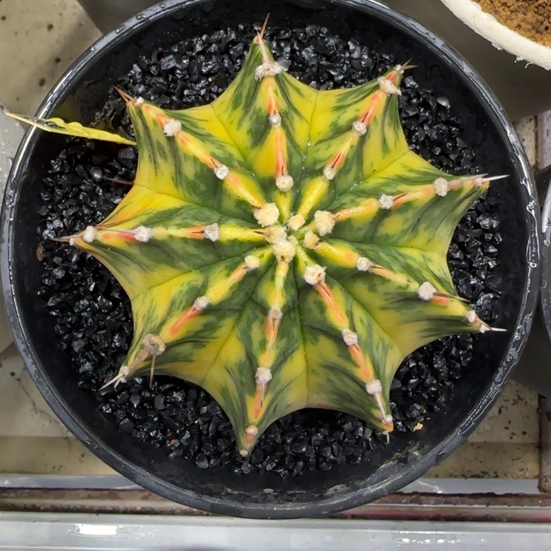 乖***猫297号福利价直接拍