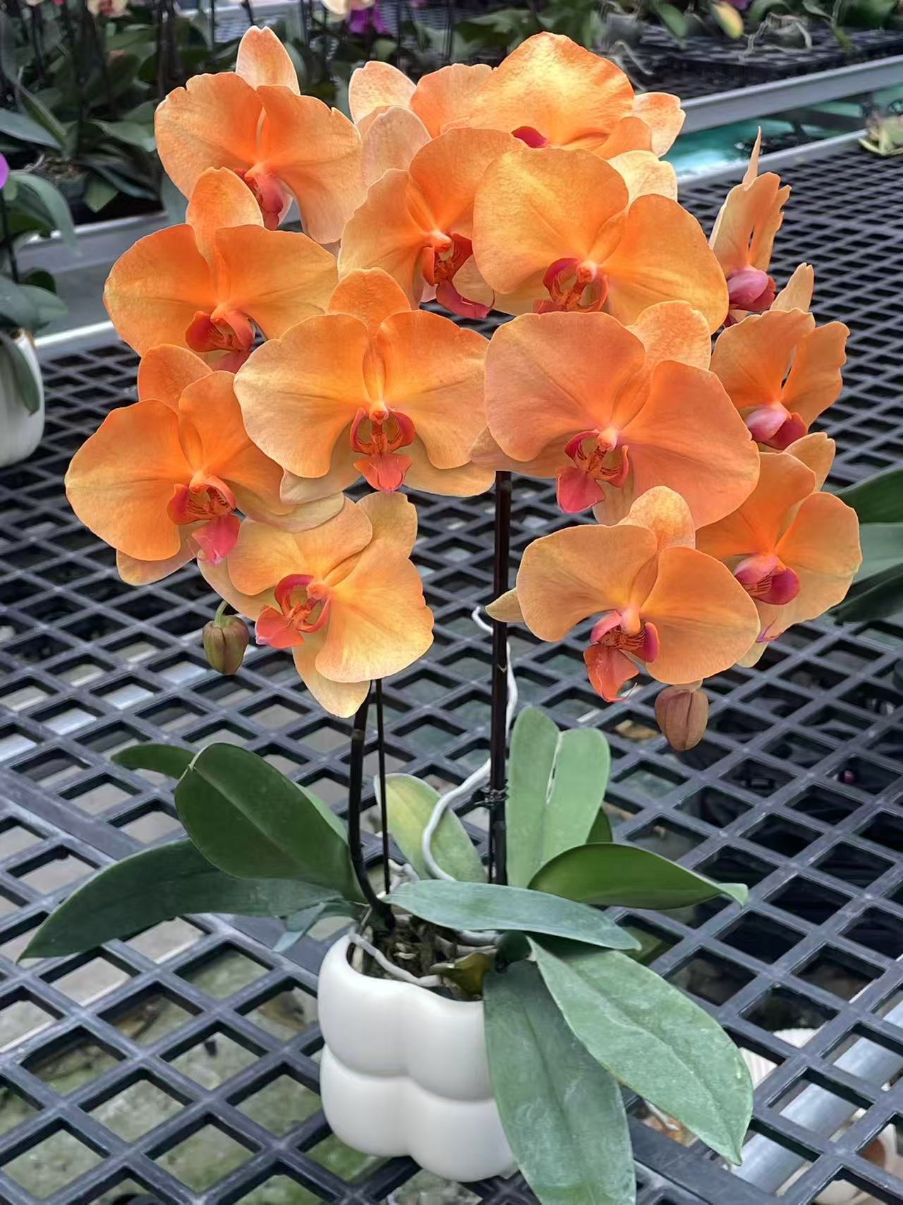 鲜花【索菲尼亚】爱马仕橙色系蝴蝶兰室内种植喷色工艺带花发货