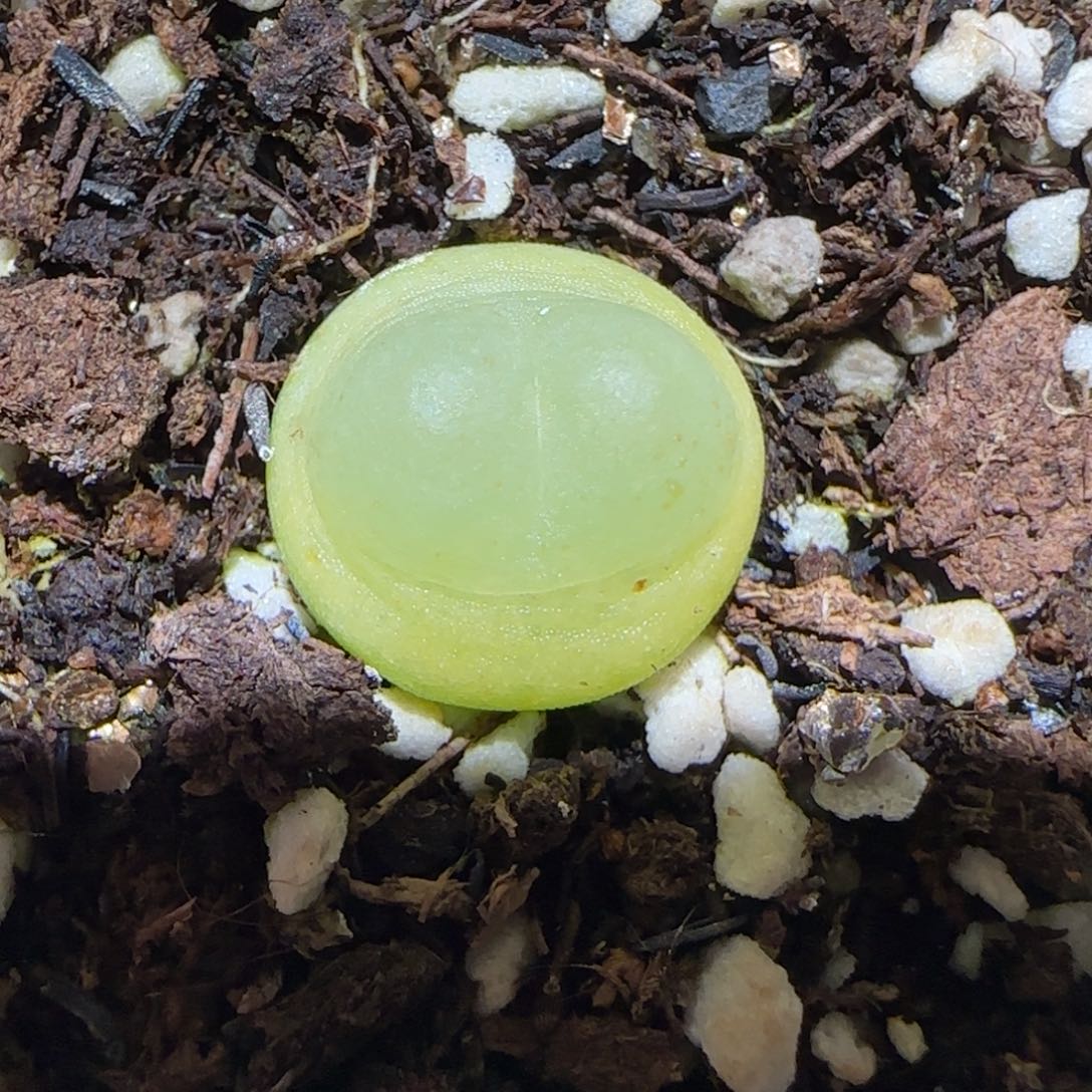 肉锥多肉植物百科2-sh1200拉登1764