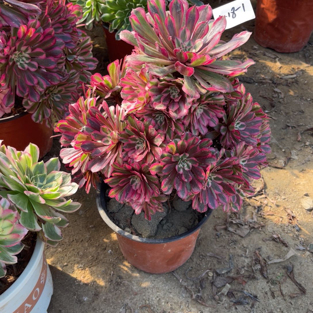 11-18-1红铜葫锦法师锦