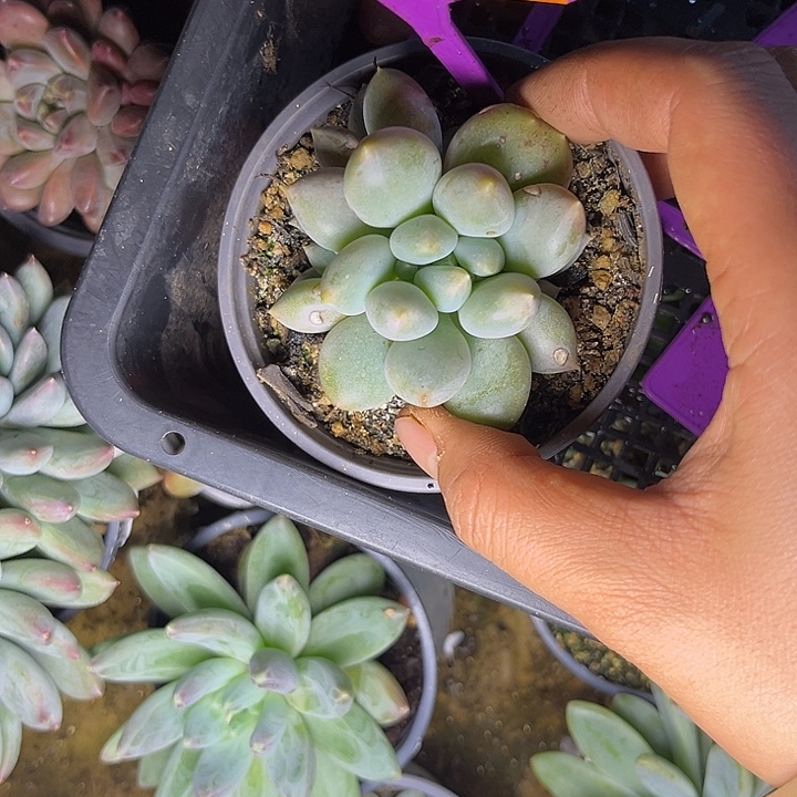 多肉植物胖体哥特414