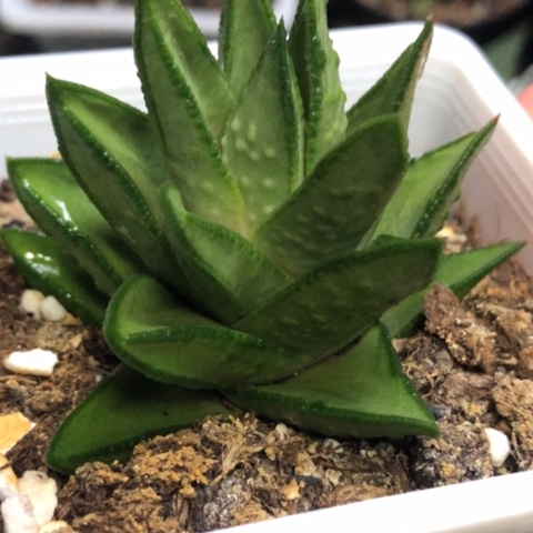 白肌赤耳硬叶带盆发货
