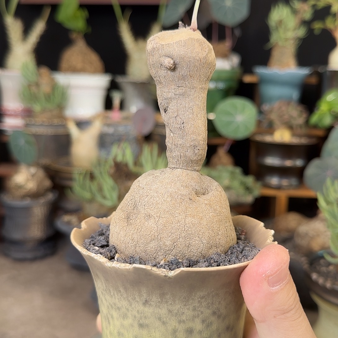 一物一拍老家素可泰