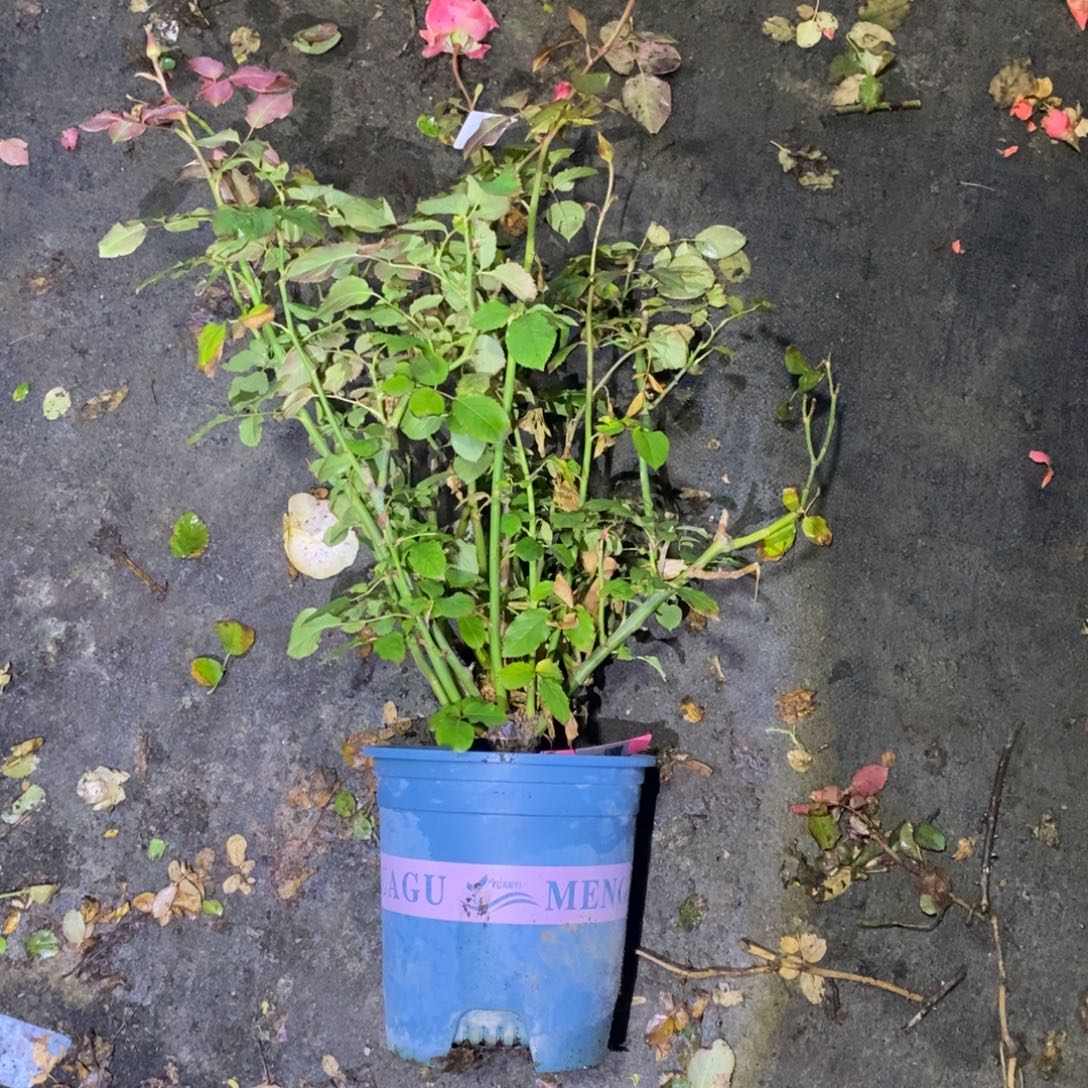 无花朵厄玫凯莉土球发货