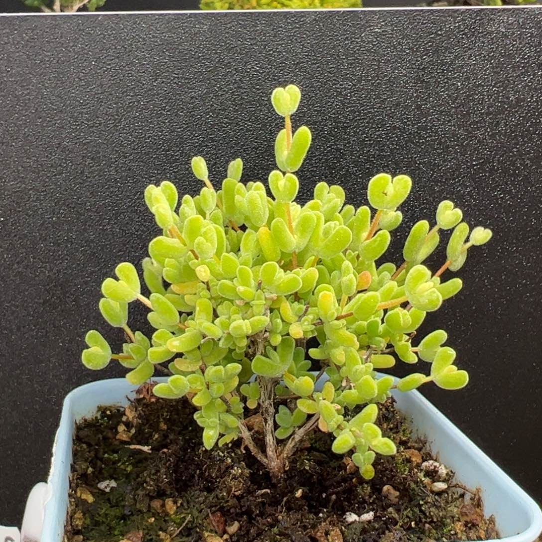 盐***量dy3552小老桩月曲冠幅6cm