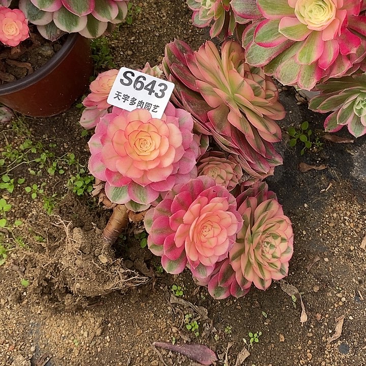 多肉植物倾城643多肉