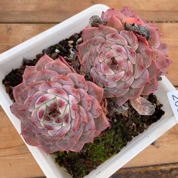 薄***@2062杂交老桩基地/12厘米