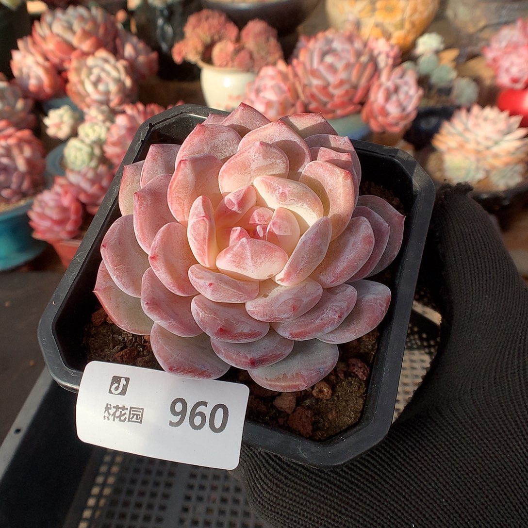 960紫皮橙多肉植物6666