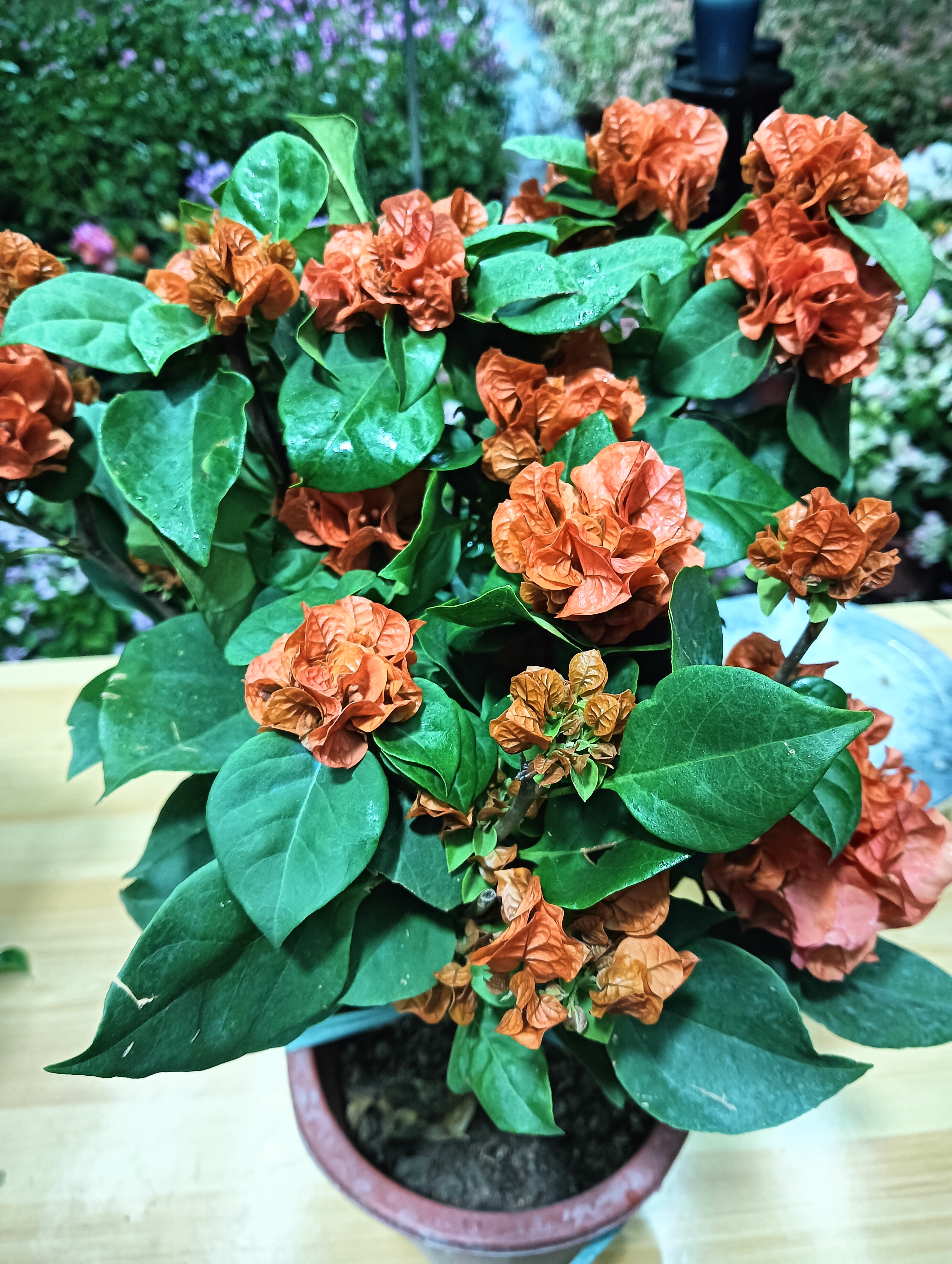 绿叶橙三角梅《掉花掉叶不售后》四季开花阳台庭院绿植盆栽好养