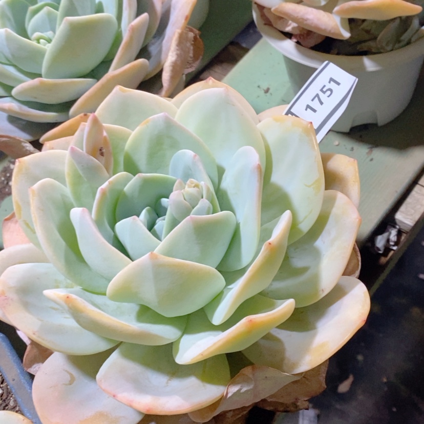 【闪购商品】白凤杂雪莲1751