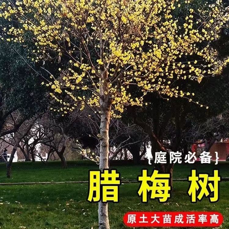 正宗素心腊梅梅花树苗地栽浓香耐寒户外花园庭院地栽腊梅浓香型