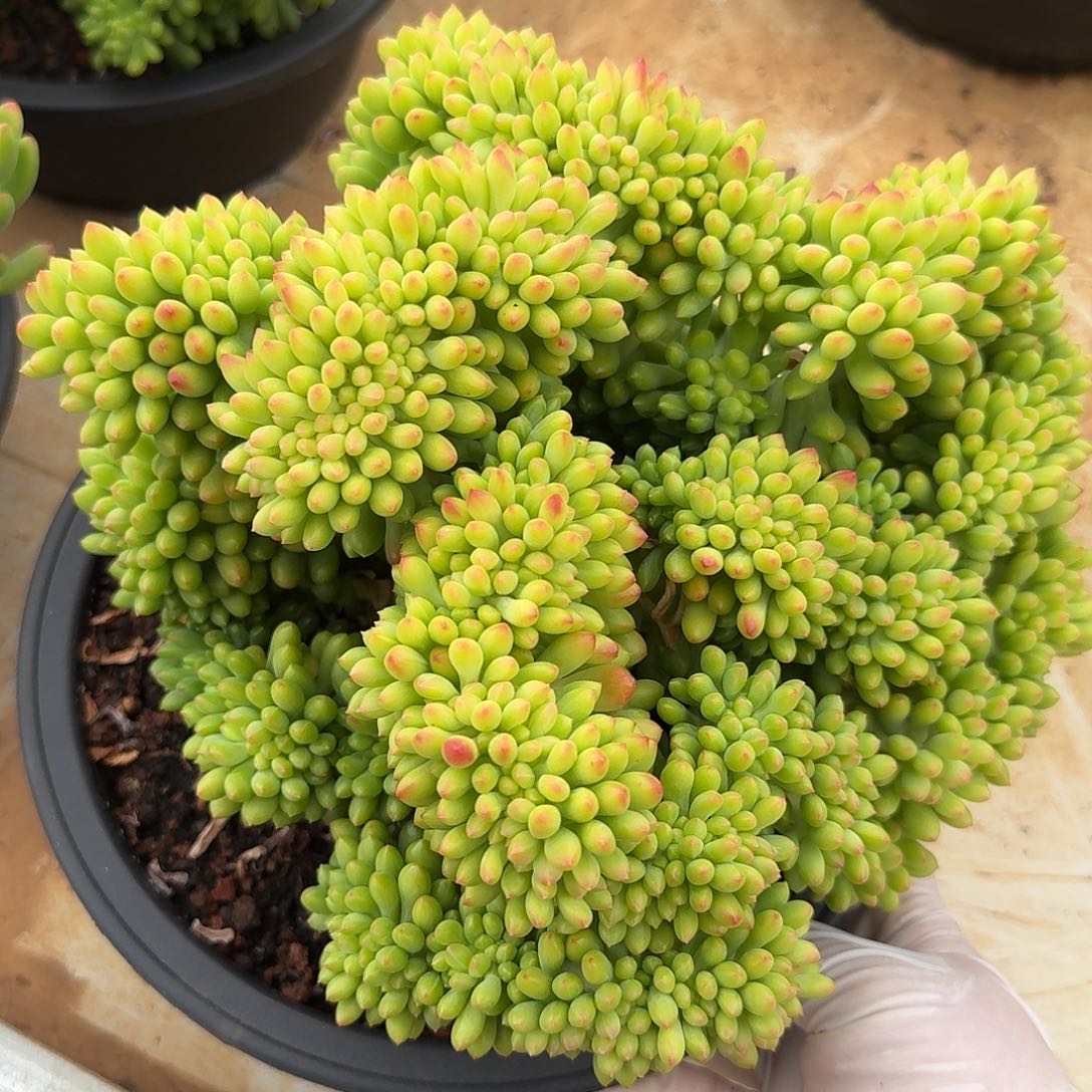 香格里拉缀化多肉23公分