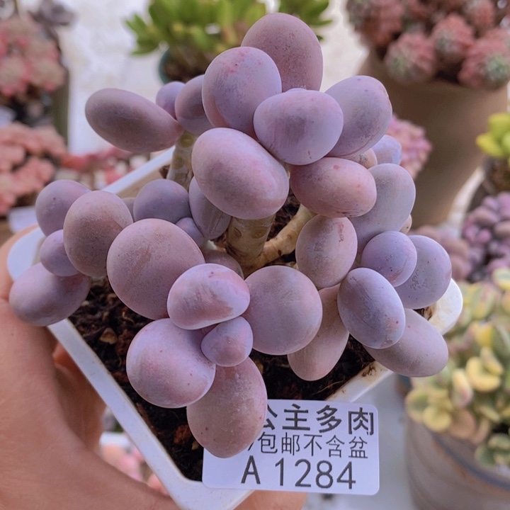 水光针奶酪老桩9cm1284多肉植物