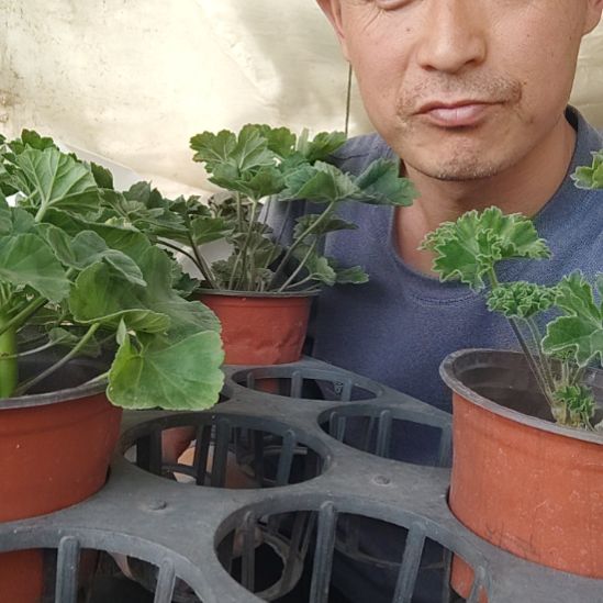 无花朵卡拉玫瑰，摩洛哥，钻石婚。火凤凰