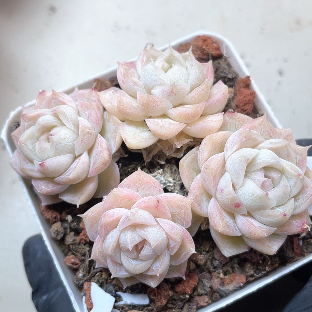 优选女王福利9479