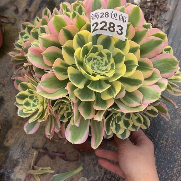 2283白凤多肉植物