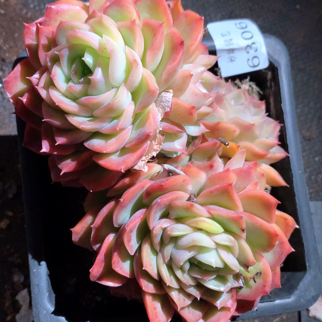 6306不包整散掉头