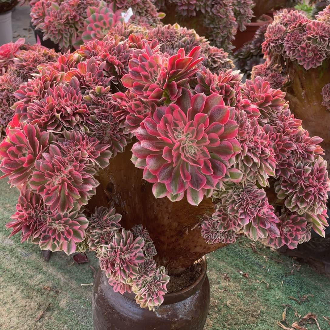 708粉女巫缀精品法师多肉