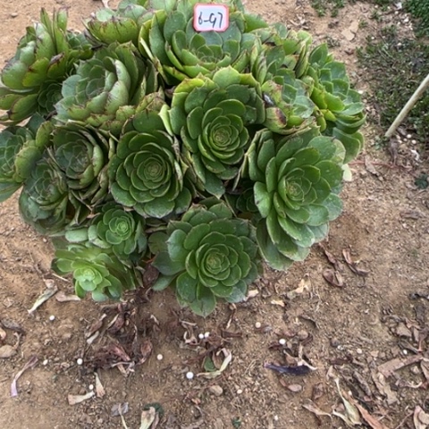 6-97拉丝朵朵多肉植物