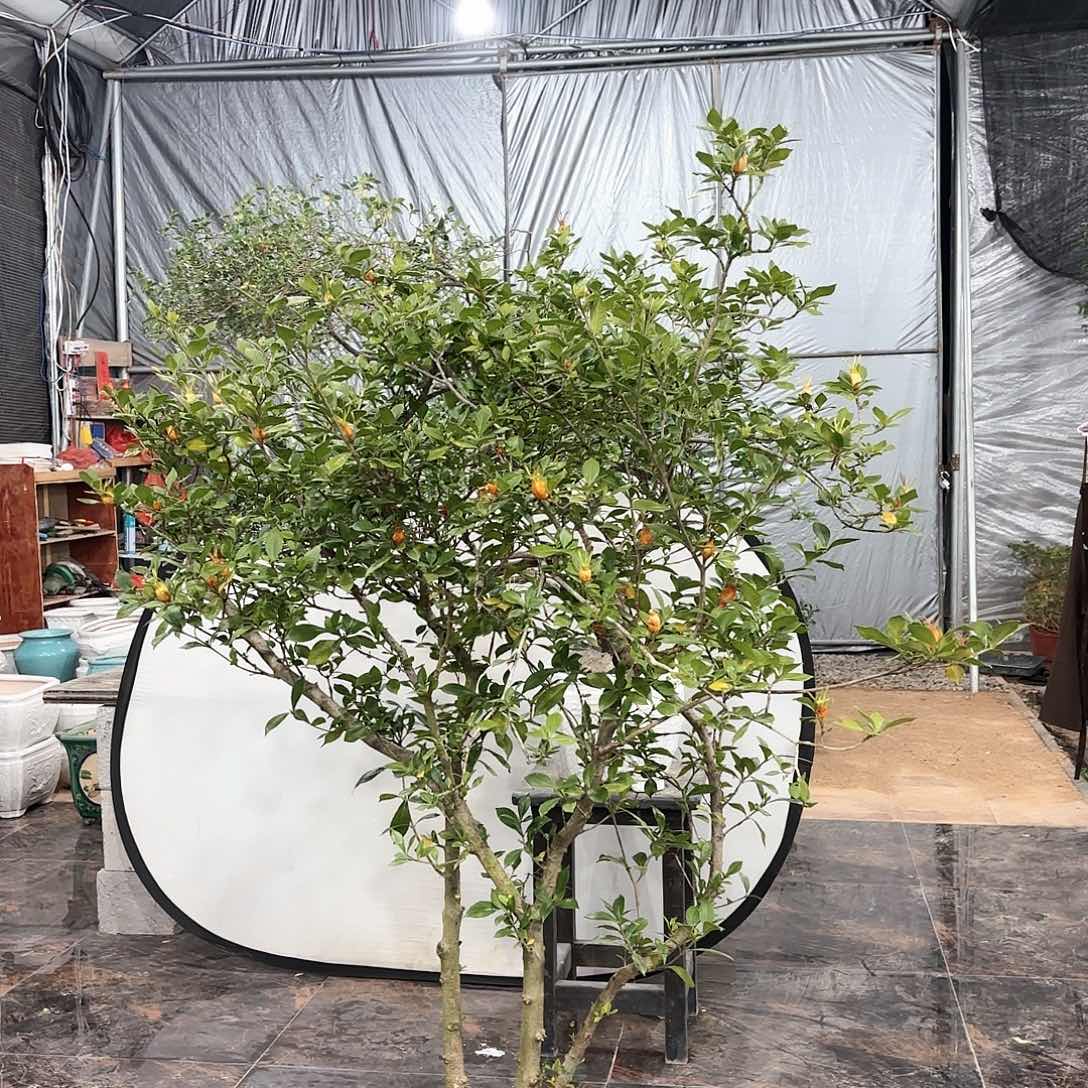 盆景精品海岛栀子花