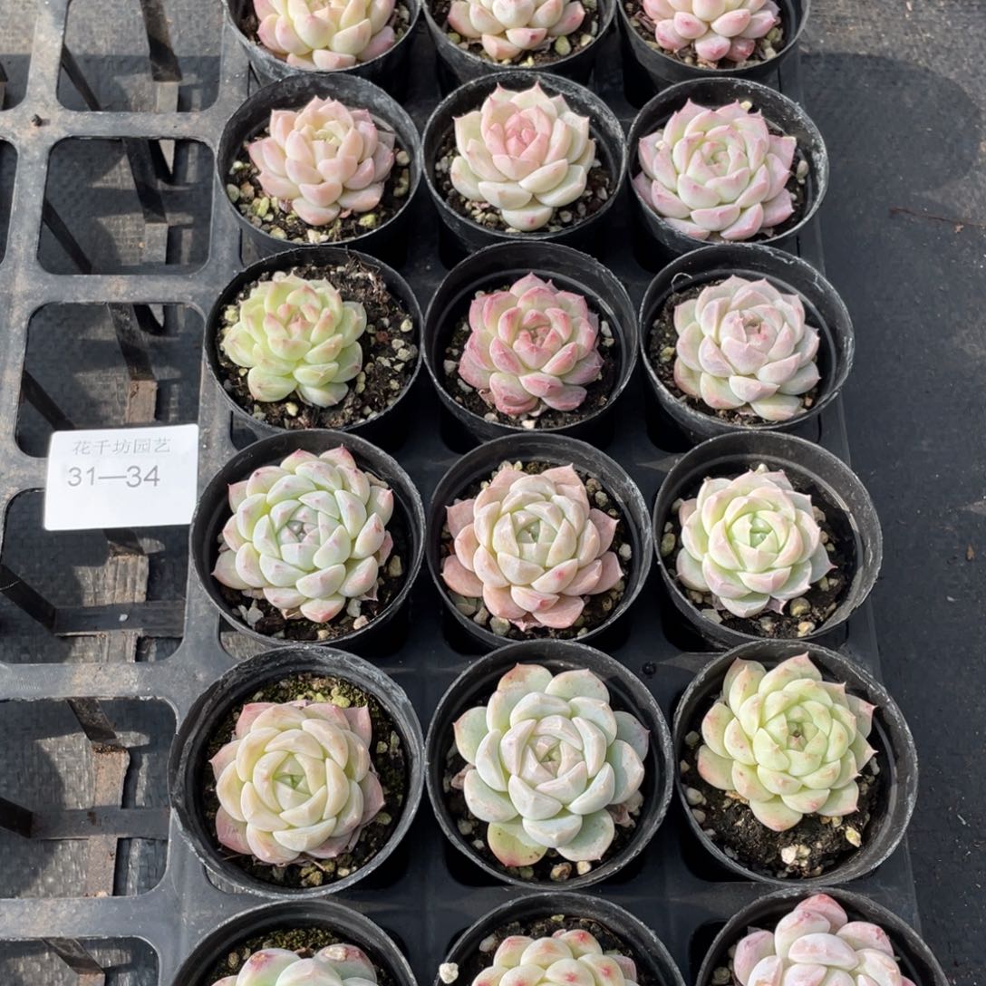 一物一拍18棵31-34