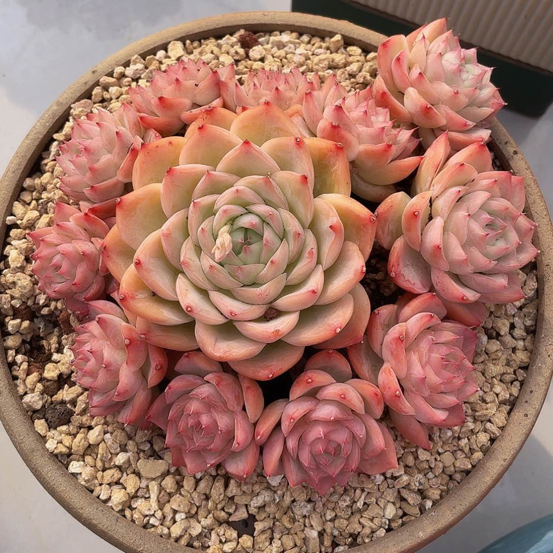 水晶玫瑰多肉多肉多肉