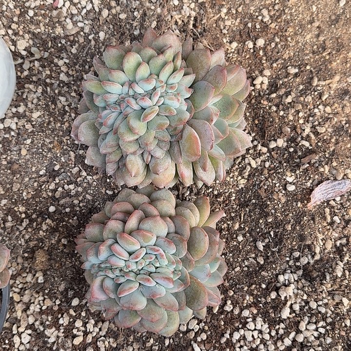 妮***妮星影缀化 脱土发货
