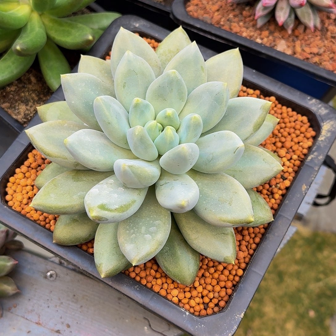 哥特萝莉大单头一颗竞拍