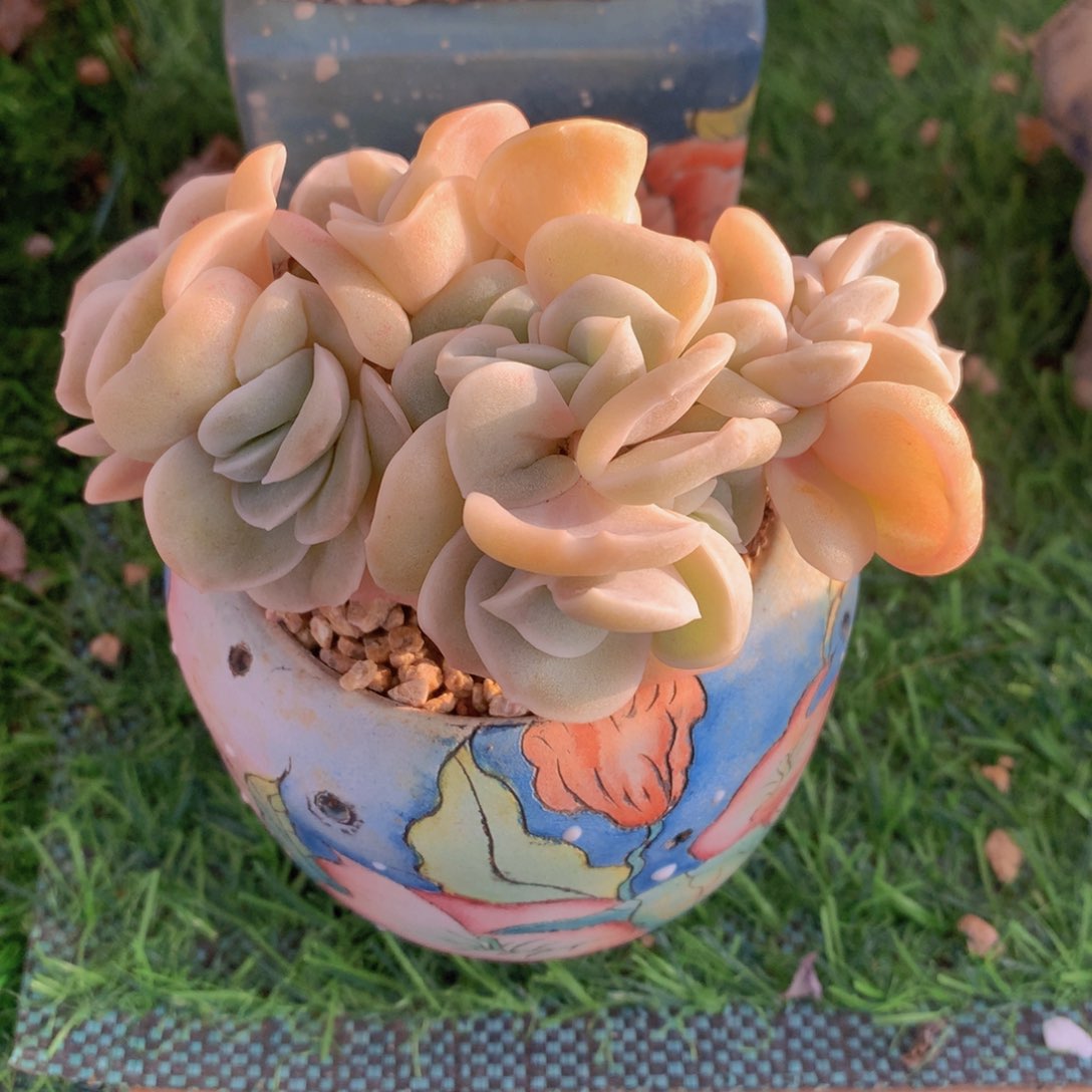 是****✨可爱玫瑰缀10 公分一物一拍