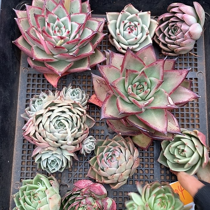 2804筐拍10个个小时