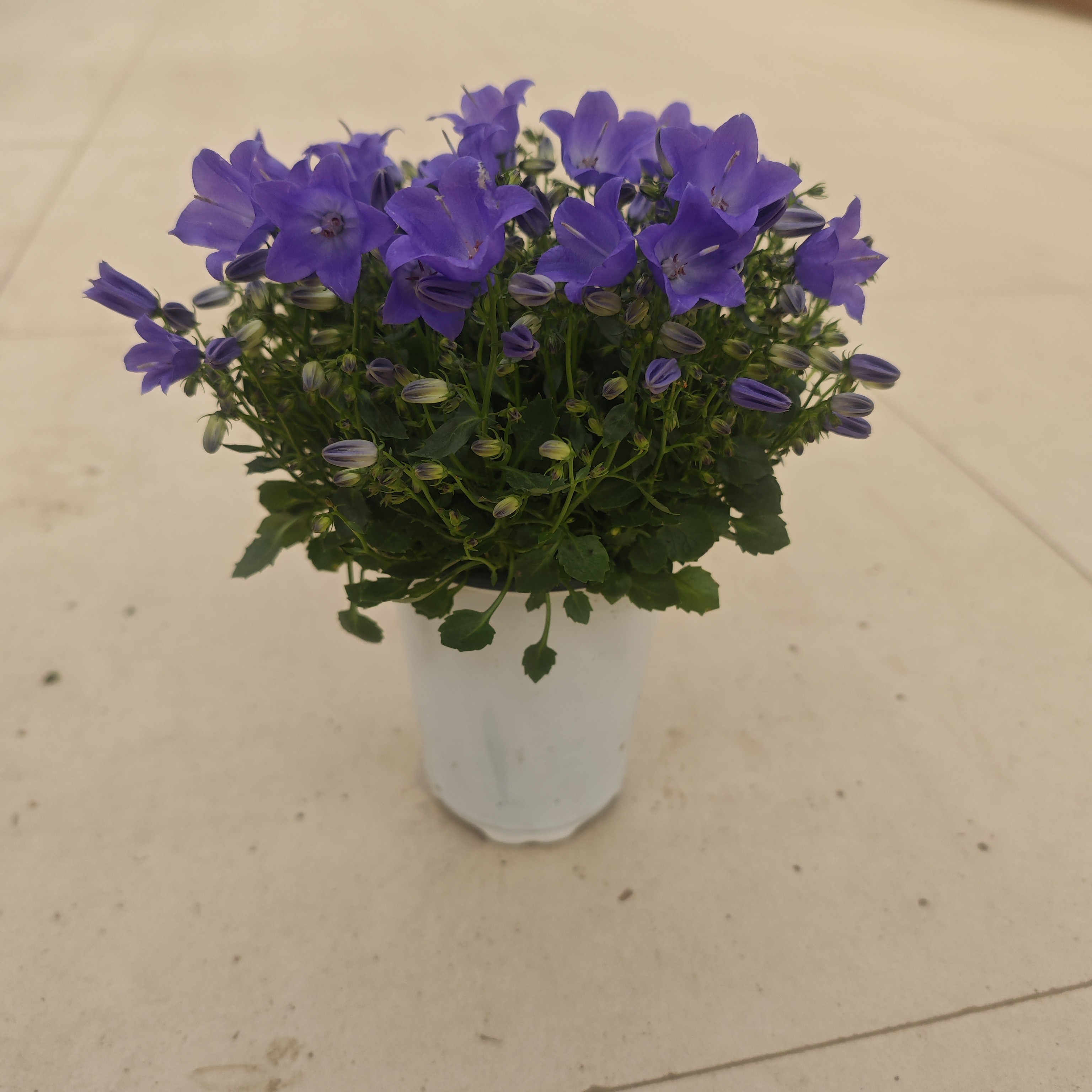 酒杯风铃花阳台庭院好养花卉植物