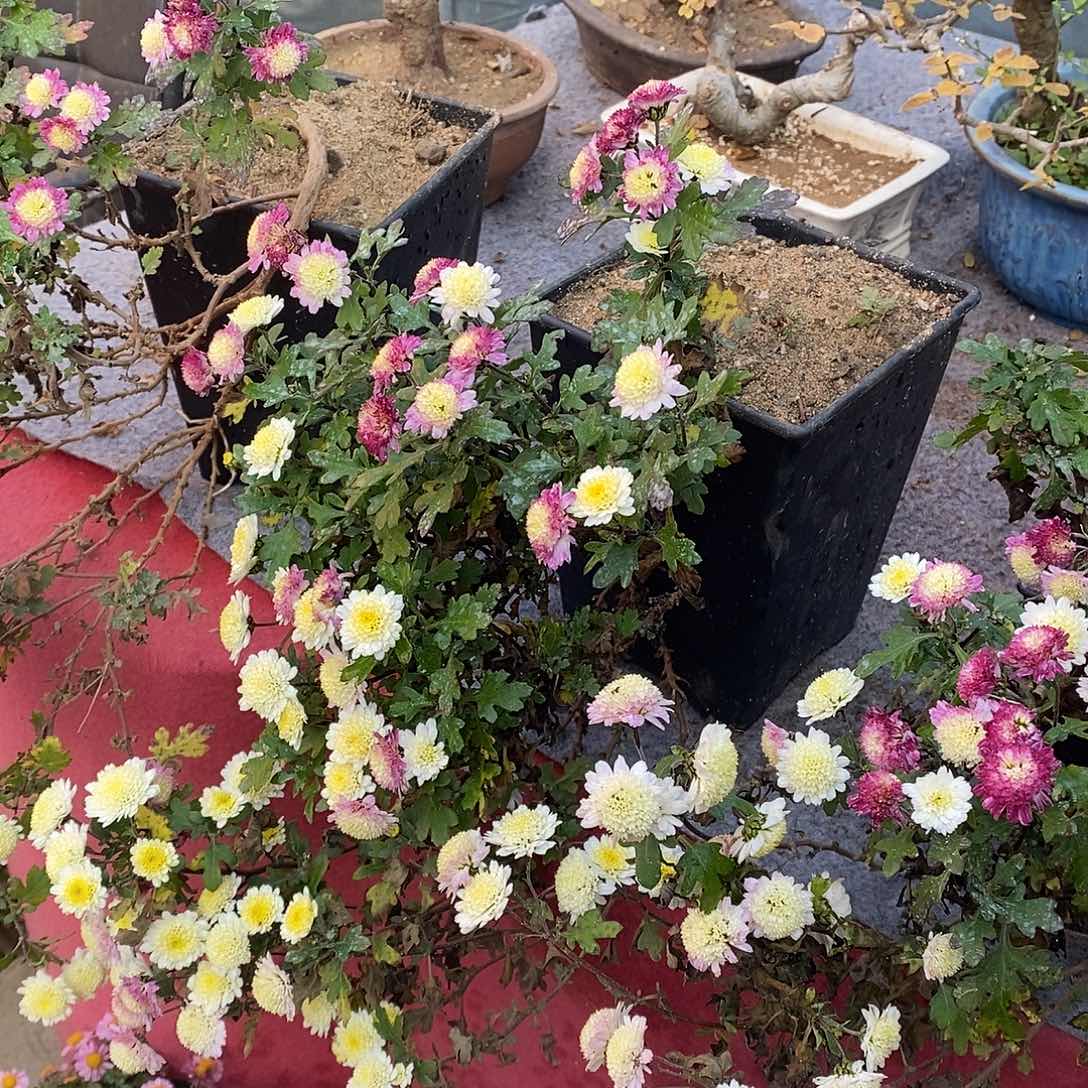 不***风完全开放菊花菊花