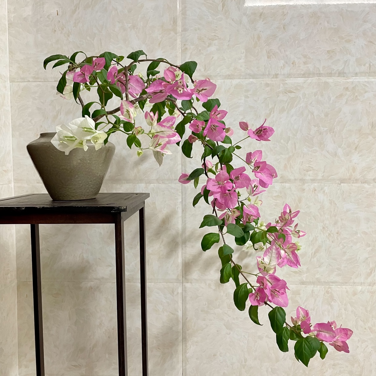 【29】三角室内室外阳台庭院种植好养易活爬藤耐旱盆栽单盆