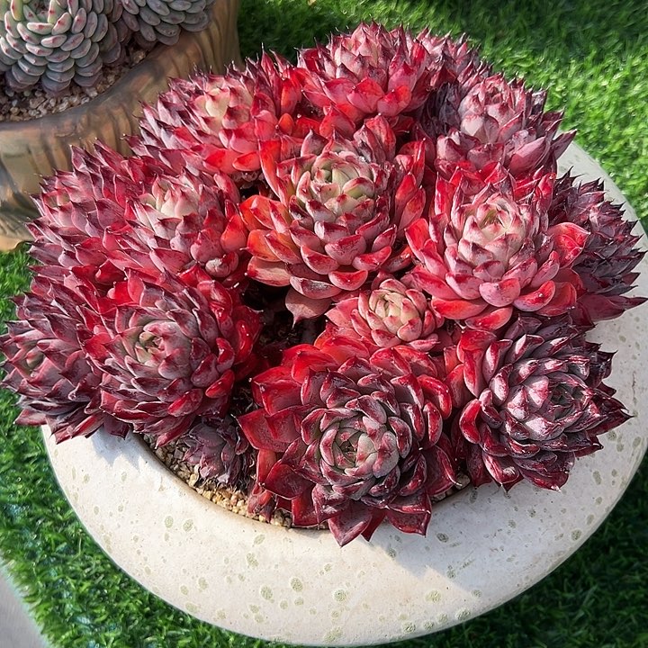 黑天鹅带盆发物流