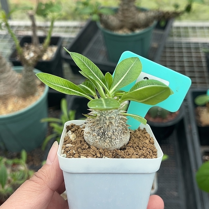 伦***天惠比大黑多肉植物