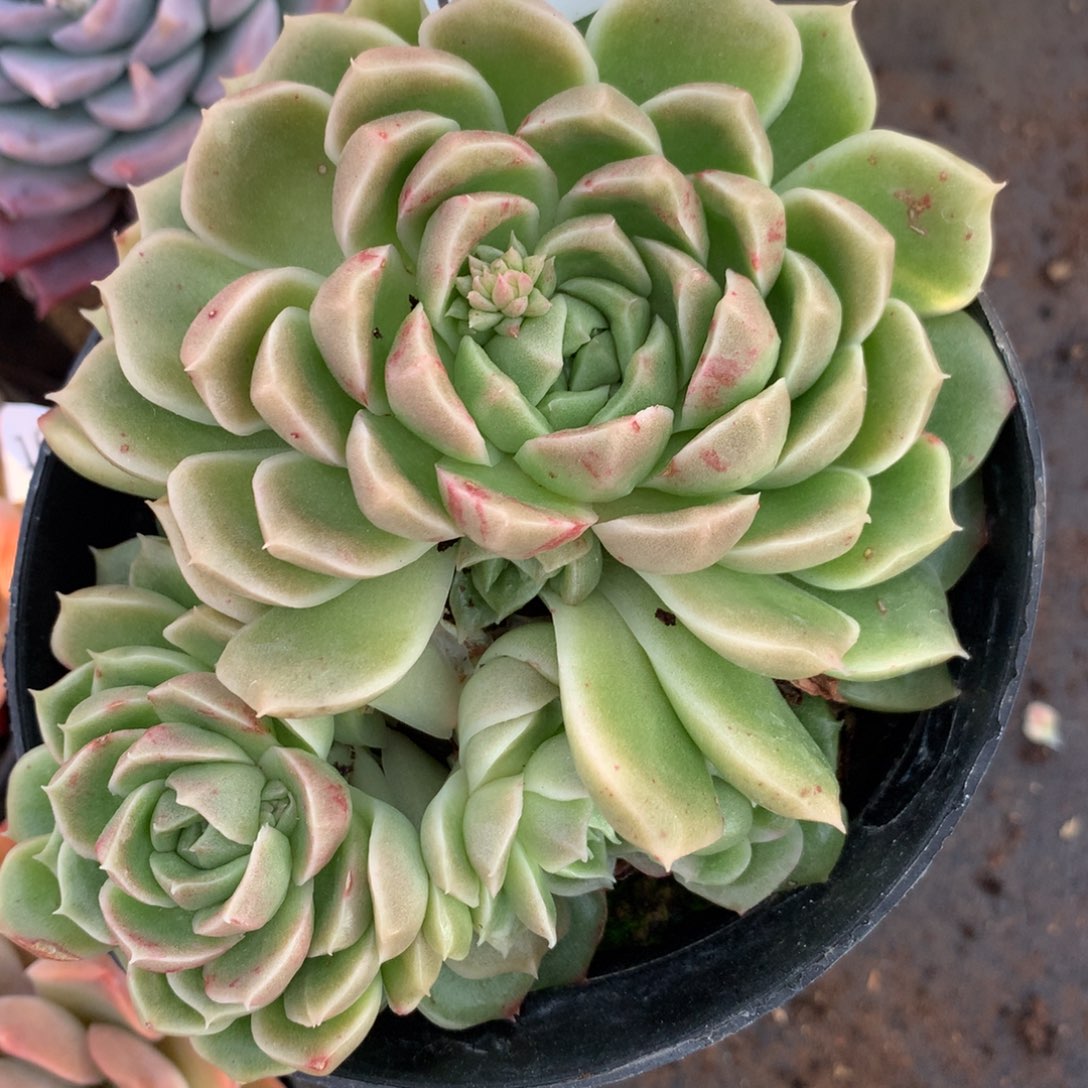 6107杂交多肉植物