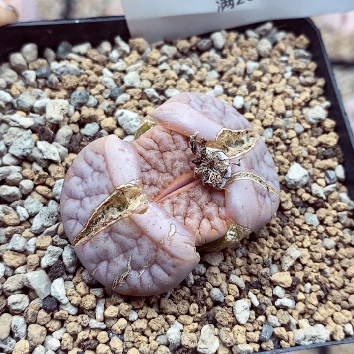 o*o我是一只小小鸟地域鬼322