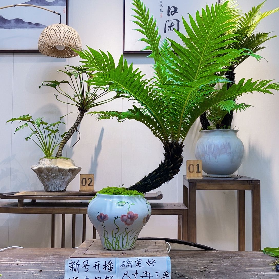 9***…无花朵富贵蕨斜飘168桌面这盘