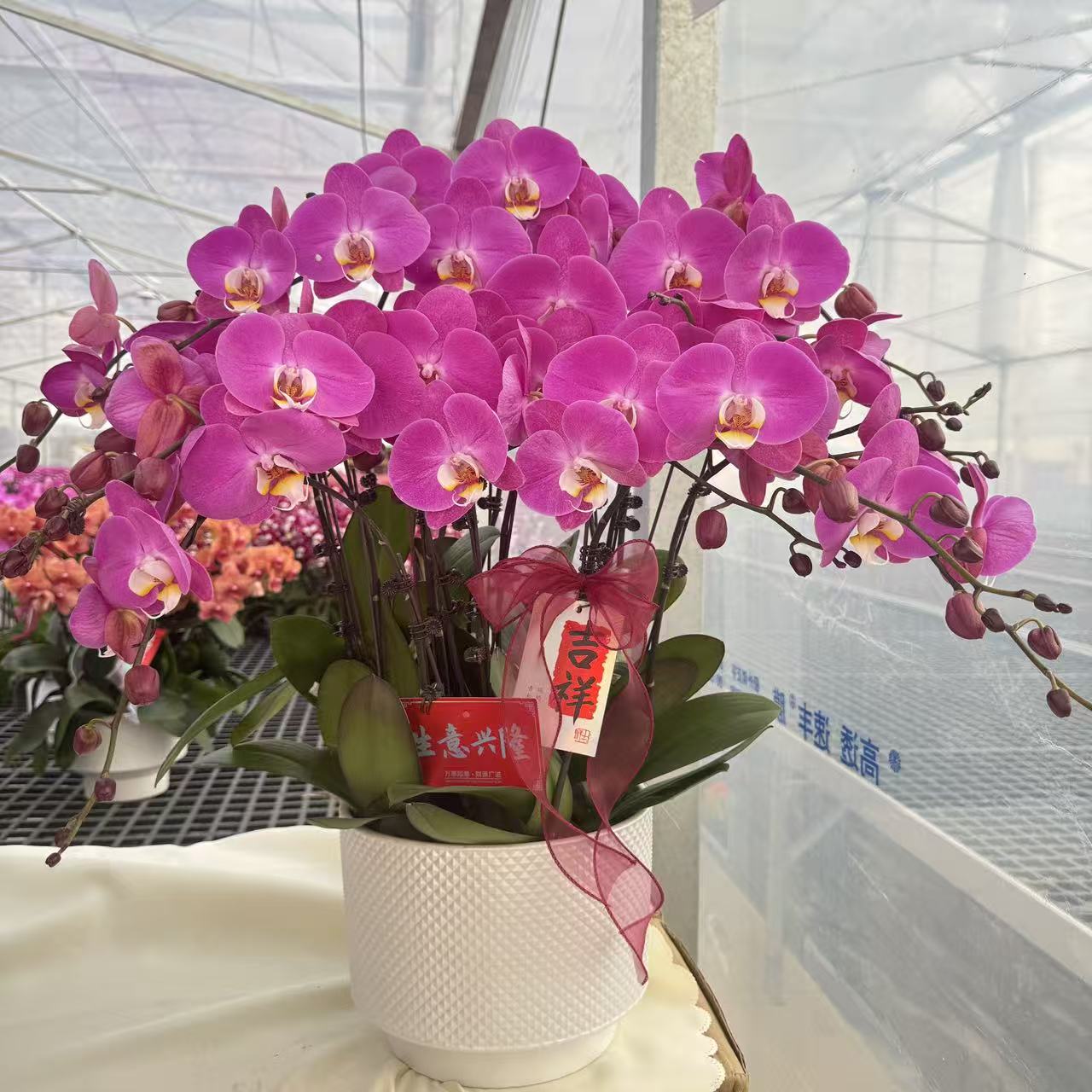 精品蝴蝶兰【粉宝图】鲜花盆栽好养活多样性发货