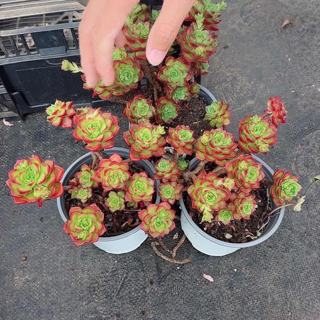 火焰蒂亚玫瑰三盆不包掉头