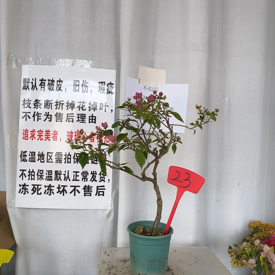 当前无花栽培后可以开花23魅惑有破皮