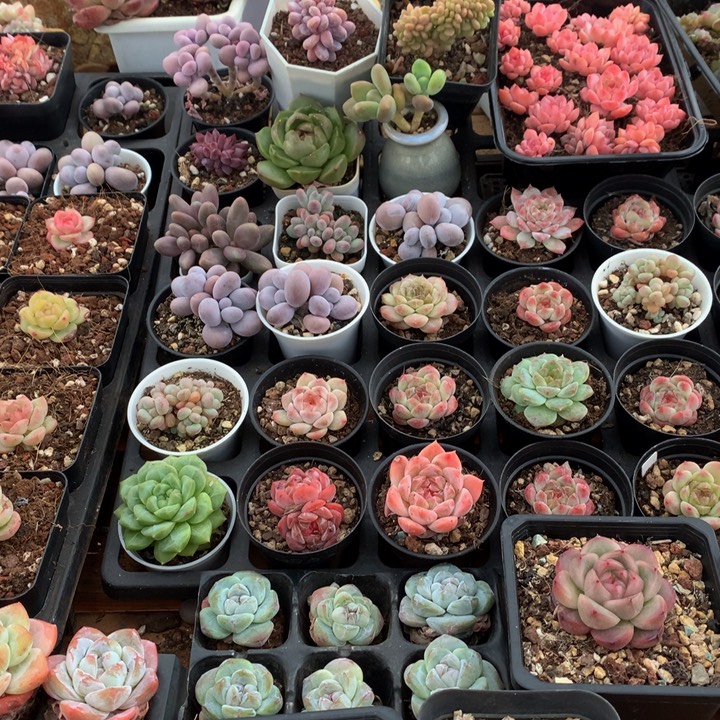 精控多肉一物一拍