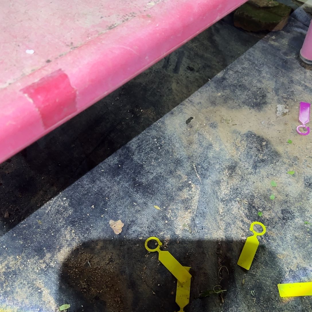 无花朵香槟原生盆栽