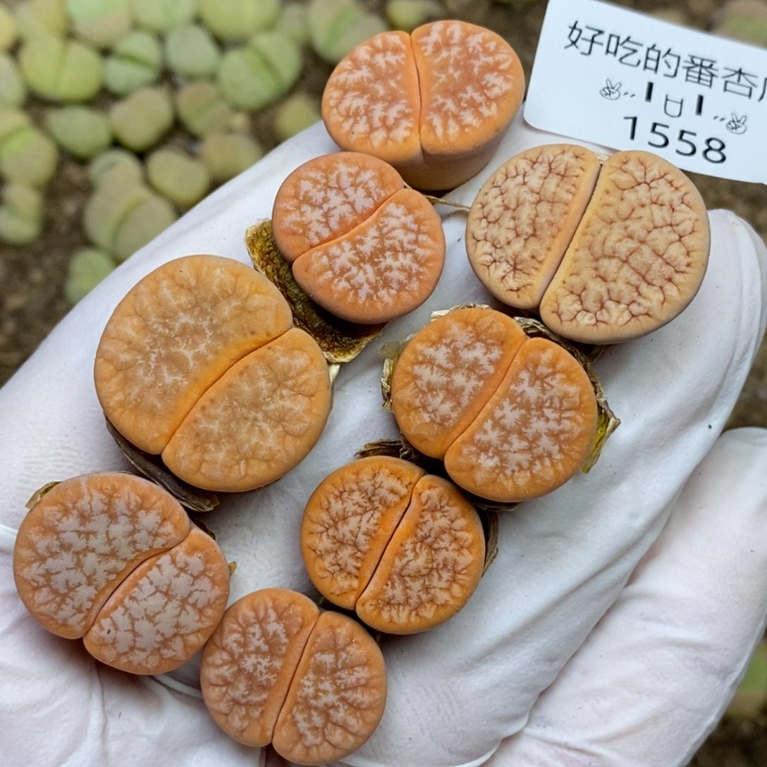 1558。零下拍保温.18包邮.当天凑哦