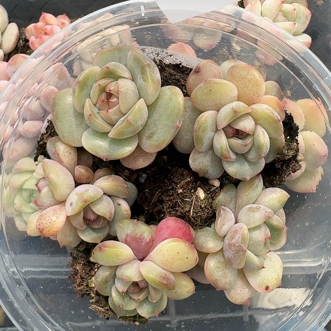 杂交新品珍妮多肉121