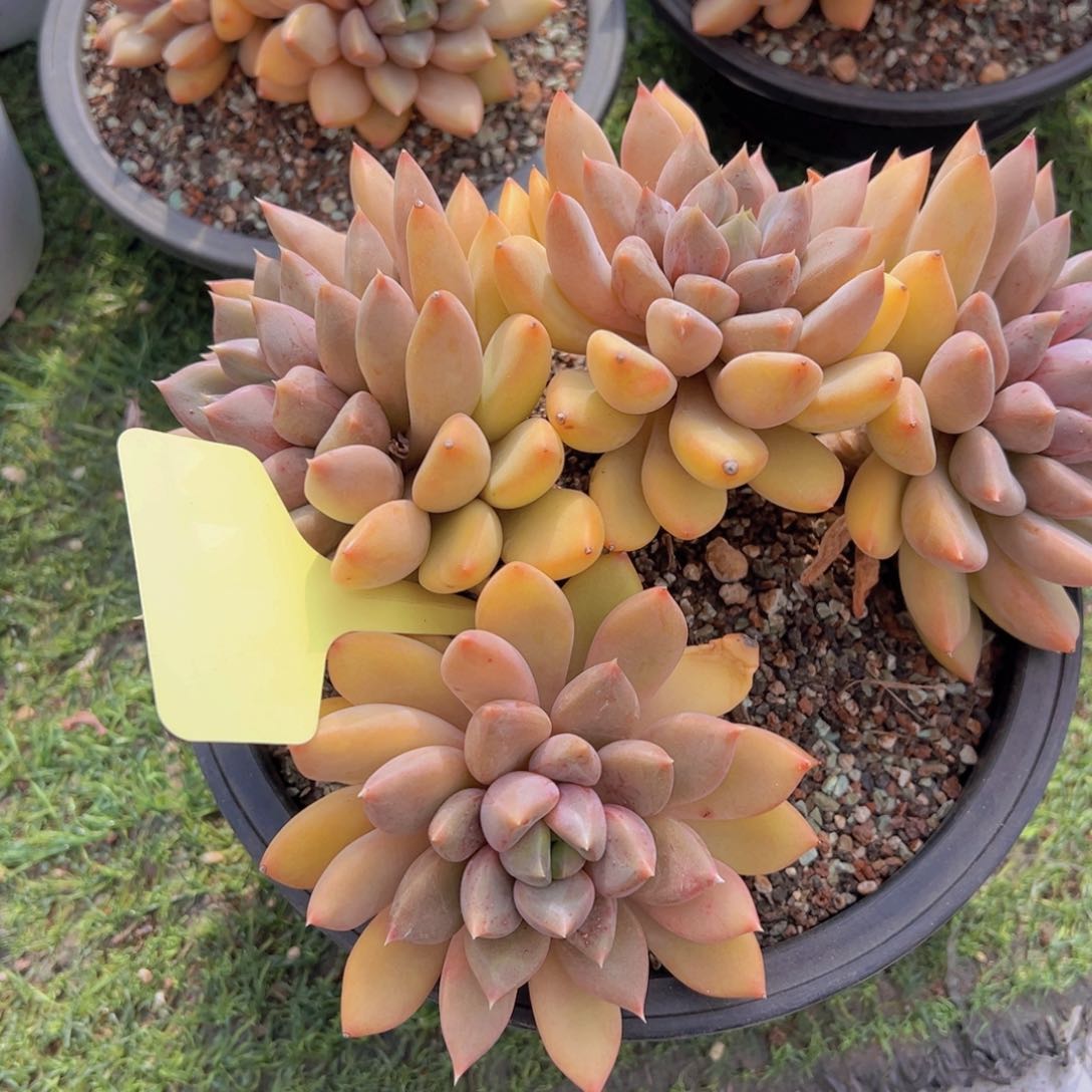 香玉的故事是一个人