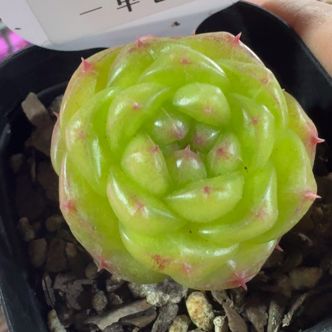 0244-无双珍妮单头