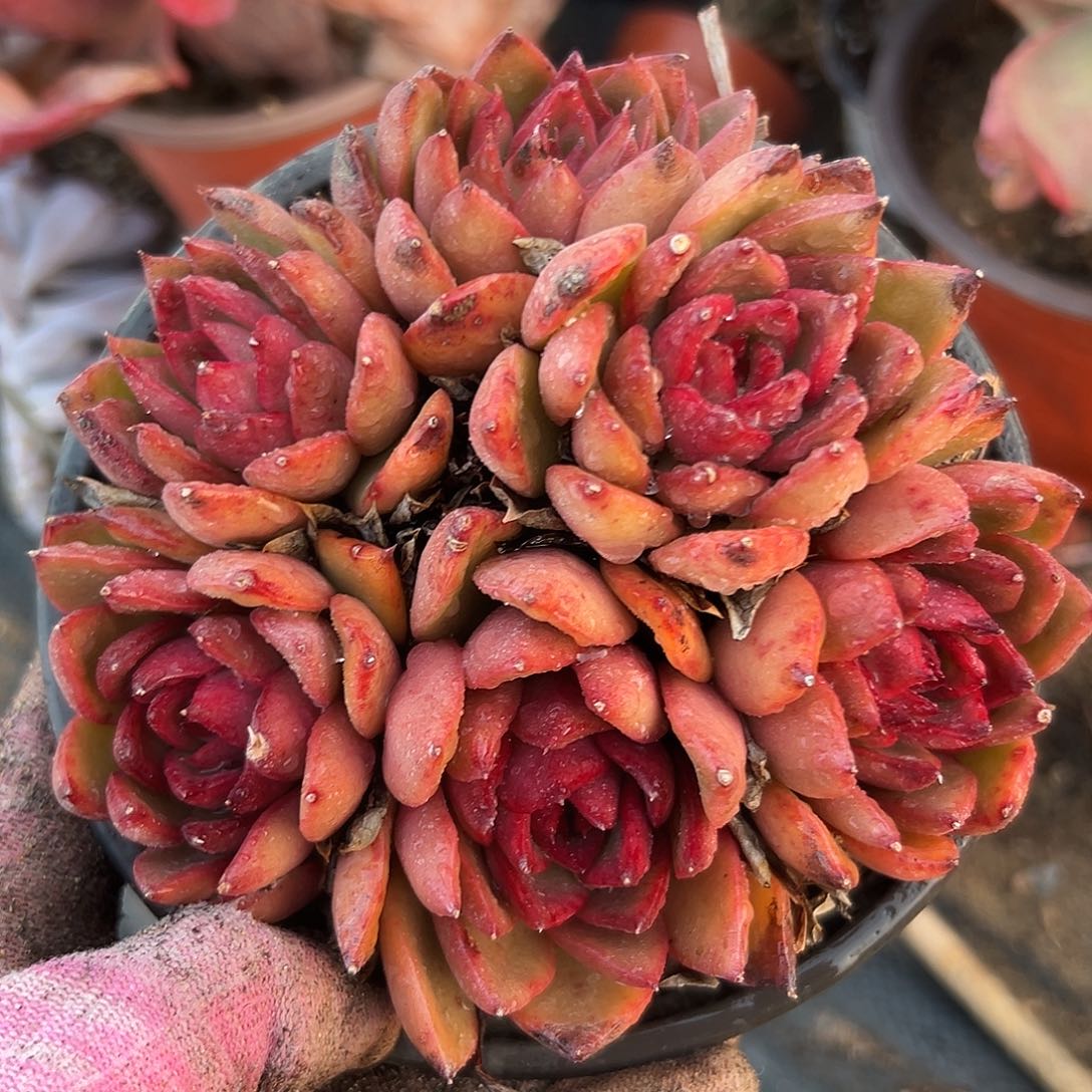 多肉哦在中央音乐学院